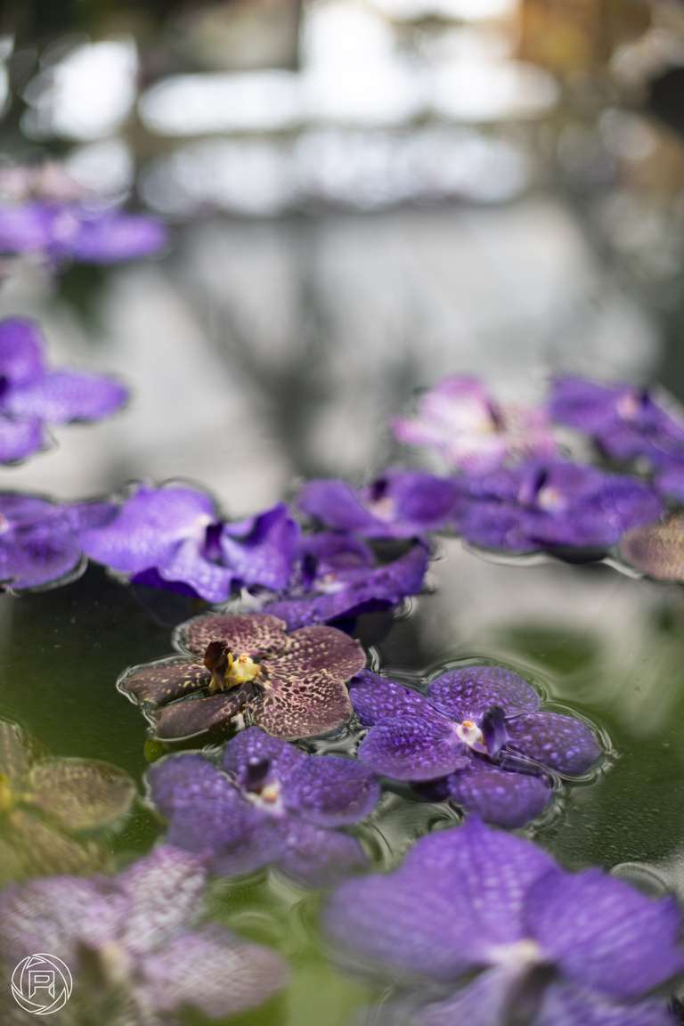 ISO: 100 | Focal Length: 50 mm | Aperture: ƒ/1,8 | Shutter Speed: 1/200