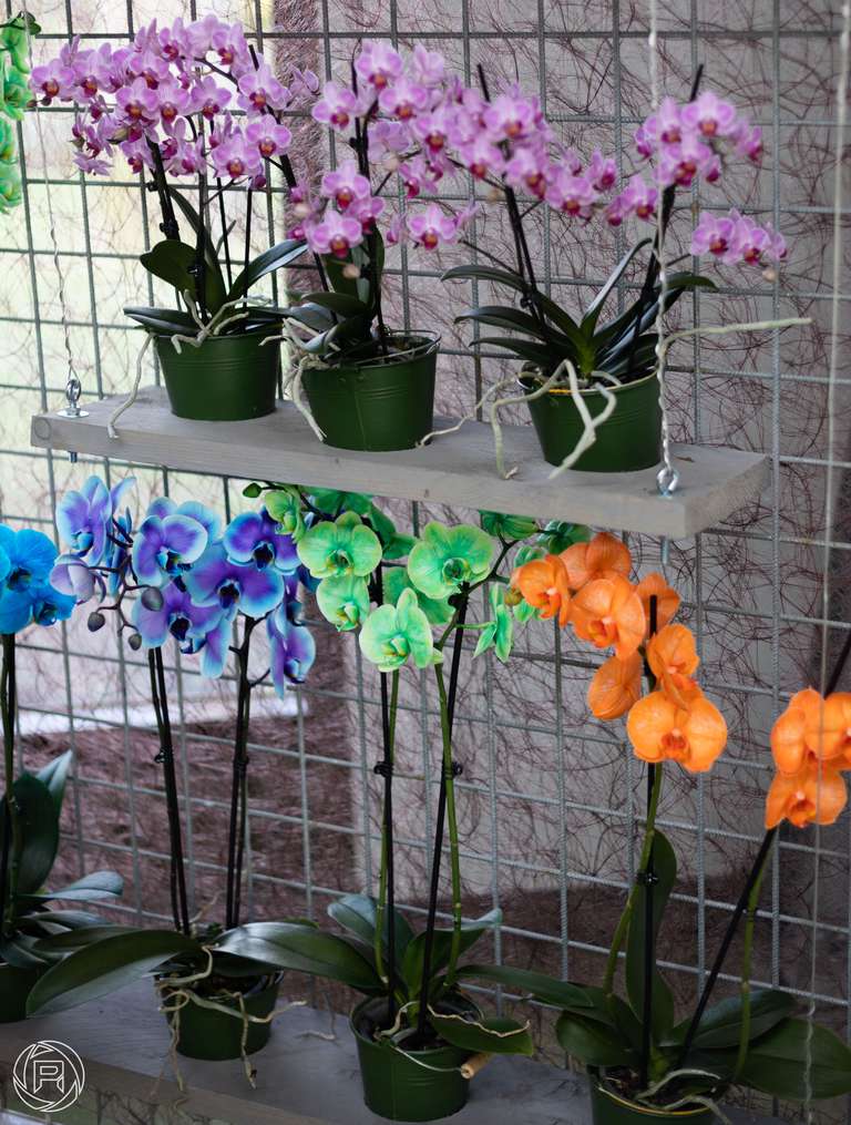 ISO: 100 | Focal Length: 50 mm | Aperture: ƒ/1,8 | Shutter Speed: 1/200