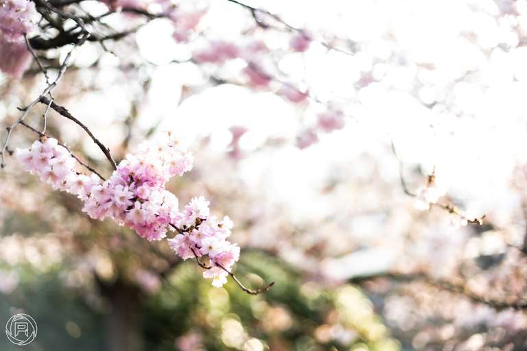 ISO: 100 | Focal Length: 50 mm | Aperture: ƒ/1,8 | Shutter Speed: 1/200