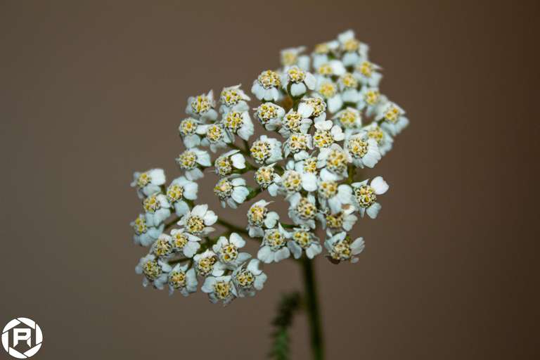 ISO: 200 | Focal Length: 55 mm | Aperture: ƒ/5,6 | Shutter Speed: 1/200