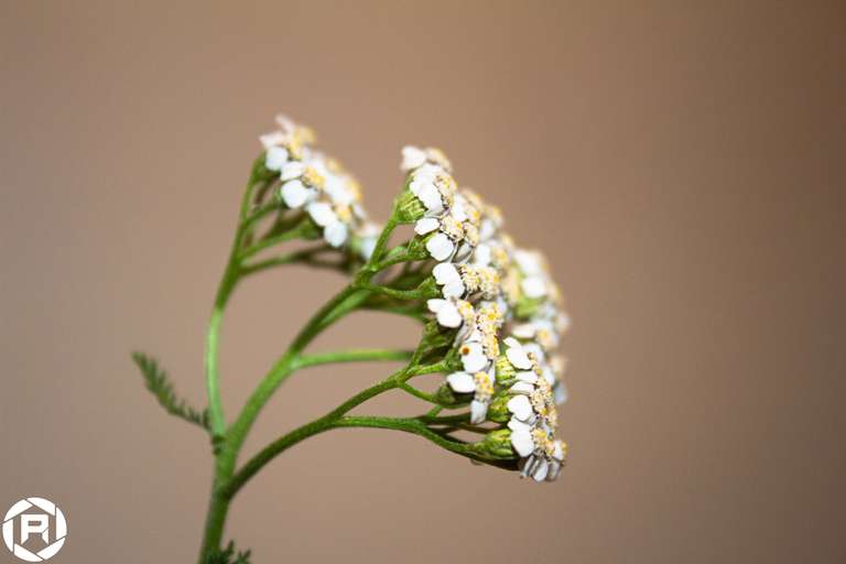 ISO: 200 | Focal Length: 55 mm | Aperture: ƒ/5,6 | Shutter Speed: 1/125