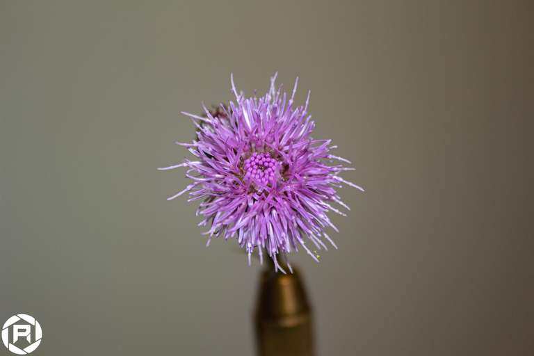 ISO: 200 | Focal Length: 55 mm | Aperture: ƒ/5,6 | Shutter Speed: 1/125